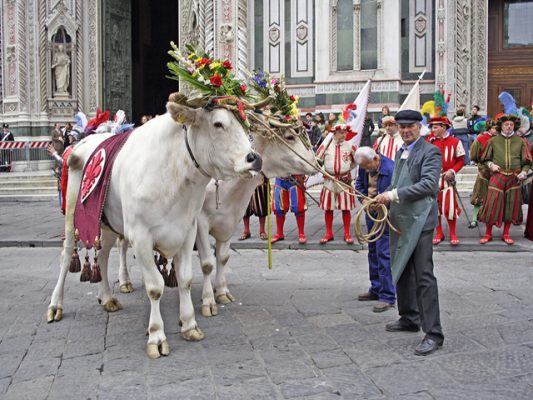 White-oxen-in-Easter-parade-Florence-Italy.-Celebration-Scoppio-del-Carro-happens-every-year